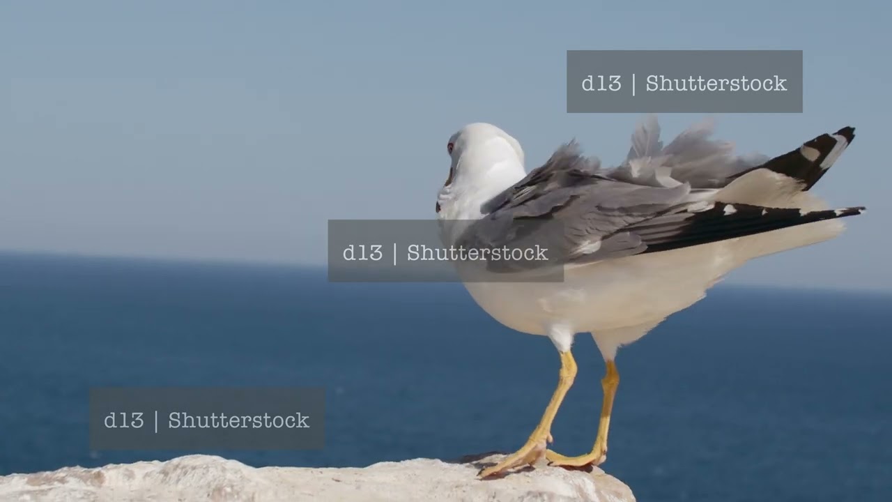 Seagull perching on the rock in strong wind
