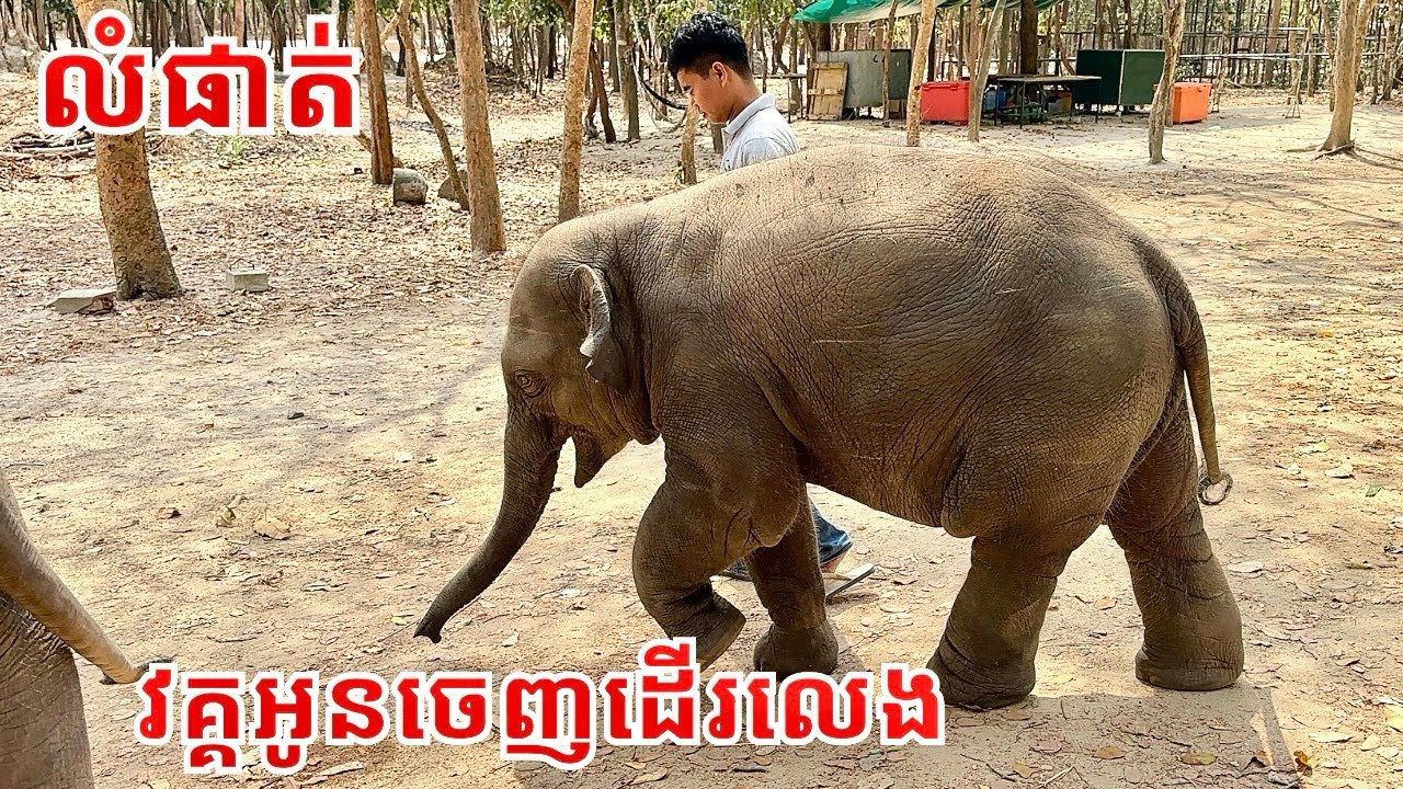 Joyful Walk with Baby Elephants Lumphat & Chanam | Phnom Tamao Wildlife Rescue Center