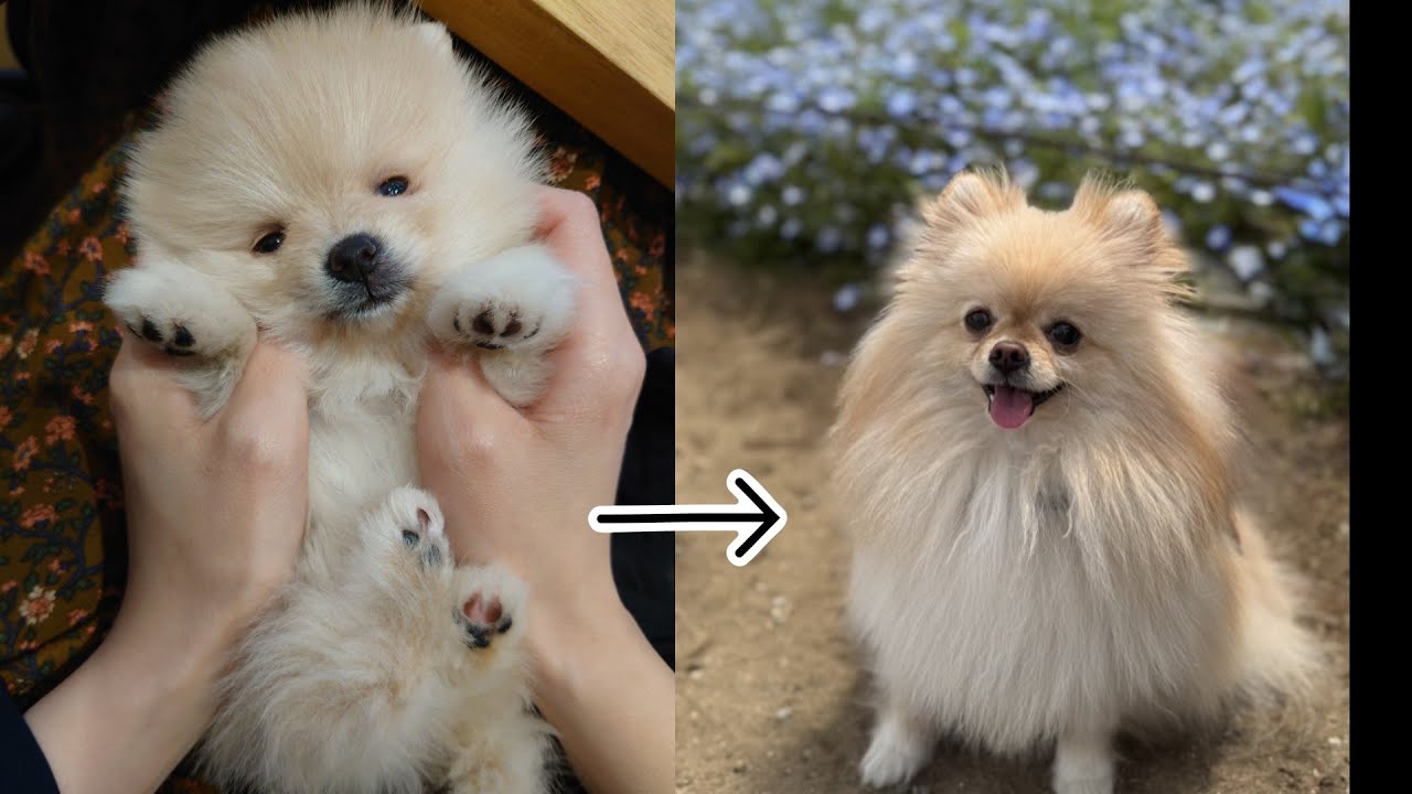 【仔犬】家に来たばかりのポメラニアンゆきみ