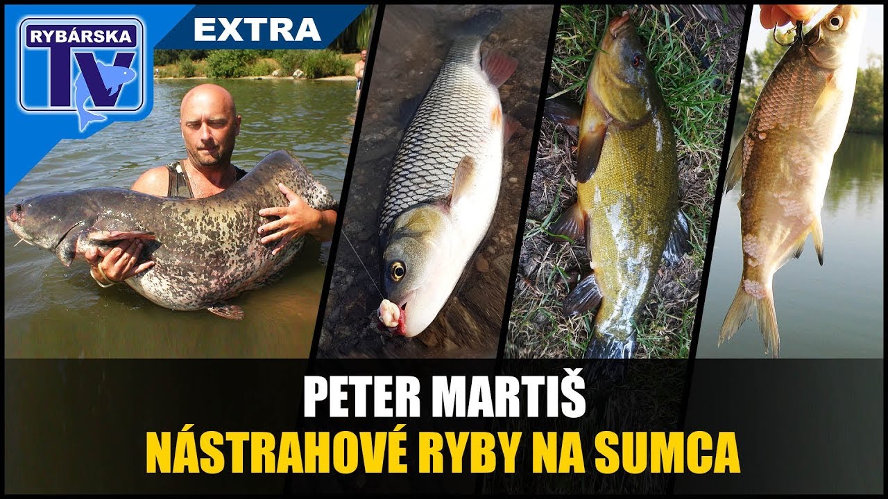 Rybárska Televízia EXTRA: Nástrahové ryby na sumca s Petrom Martišom