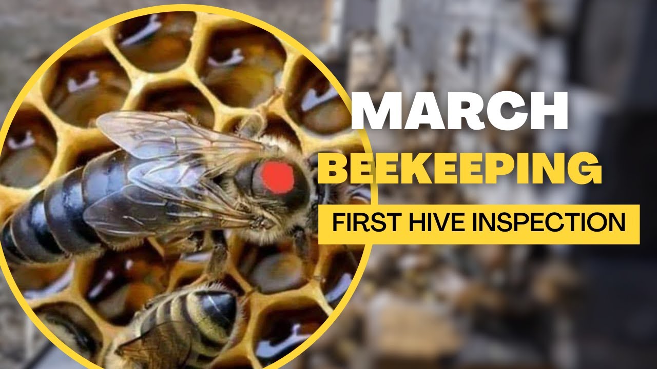 First Bee Inspection and Hive Check 2025