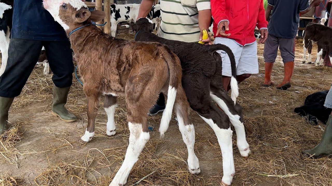 PEDET NYUSU BANTING HARGA❗️BAKUL MUMET JUAL 1.5JUTA
