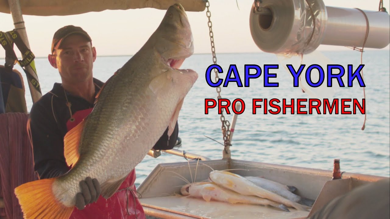 Cape York Pro Fishermen - Lots of Barra from Netting!