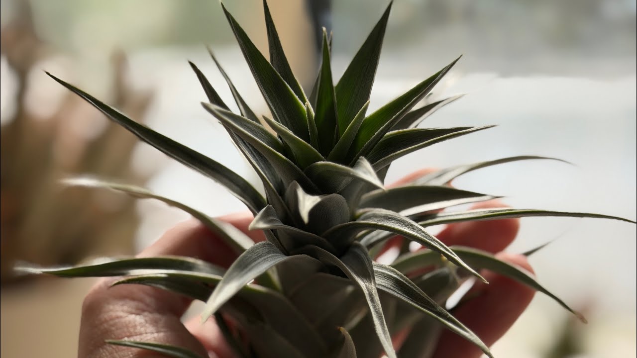 LOVE Tillandsia