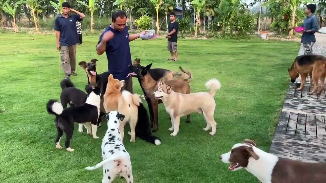 Take them to exercise🐕