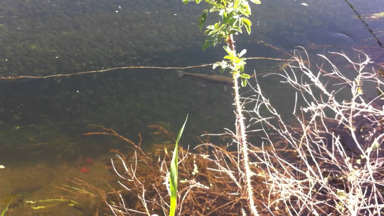Rainbow on in gin-clear water (Eastern Washington)