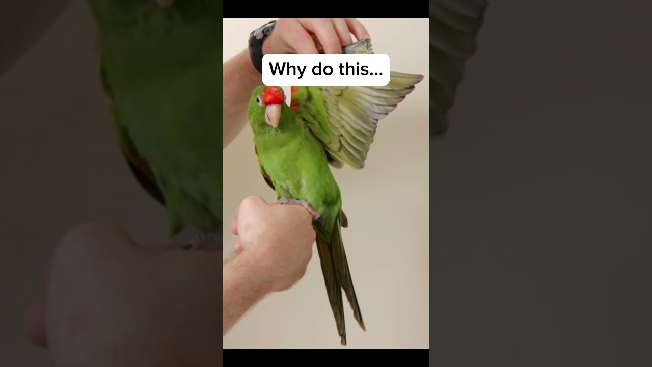 Why you should NEVER clip your birds wings!!! Read description for more info!