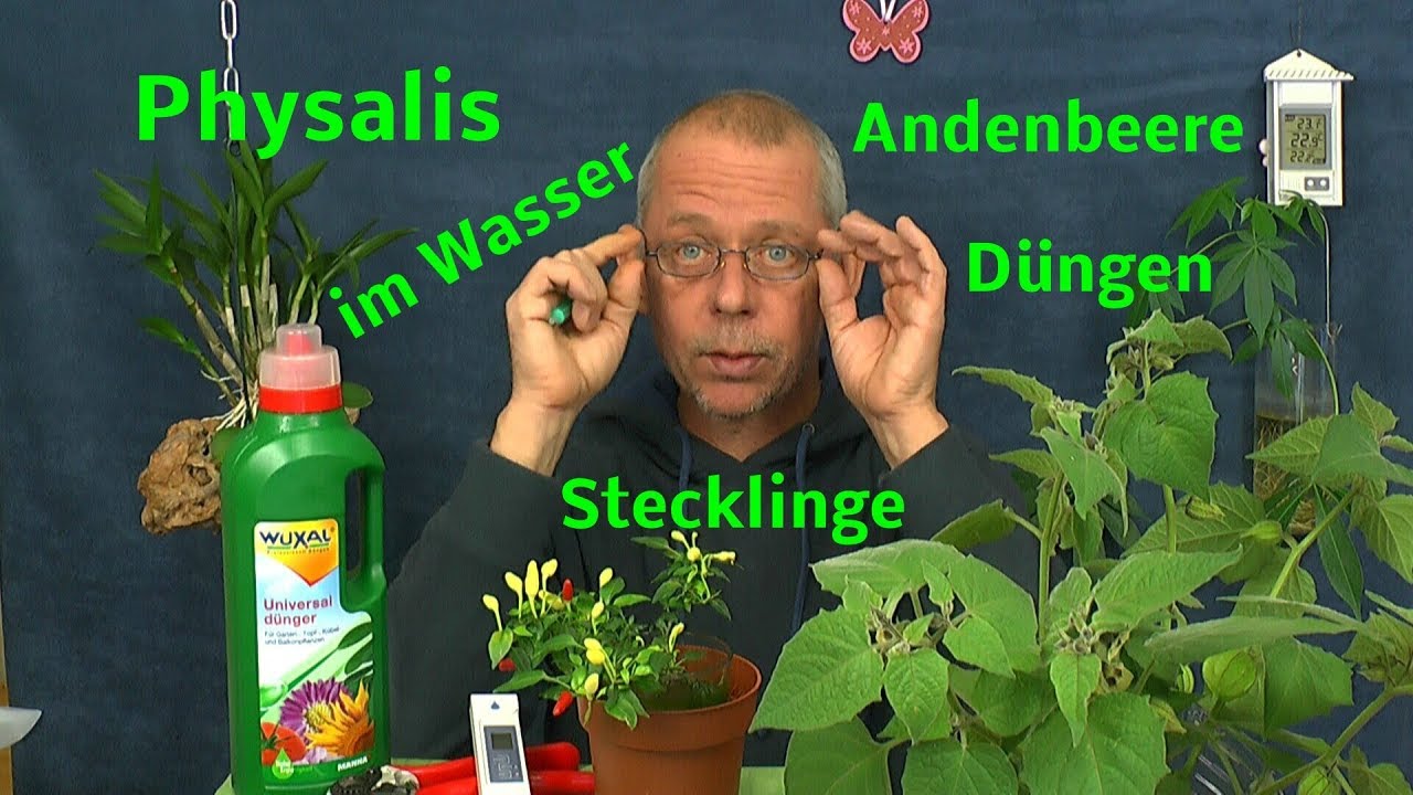 Physalis über den Winter vermehren ganz einfach