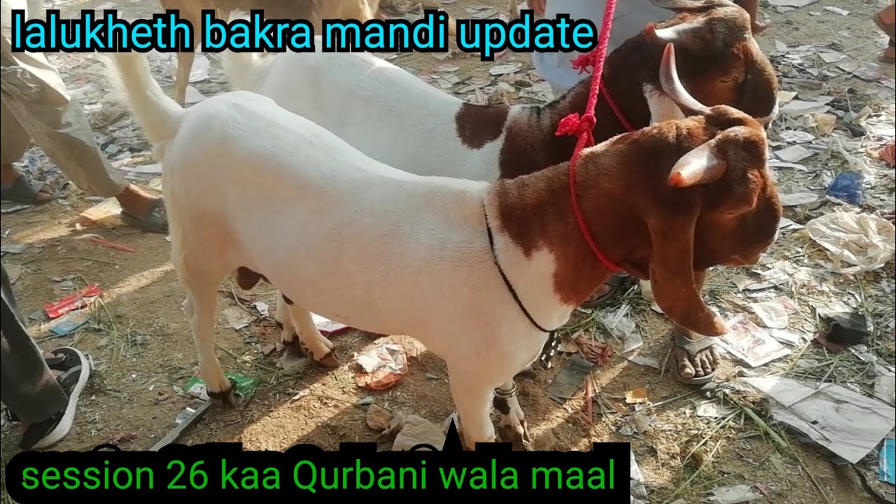 lalukheth bakra mandi update 02.11.25