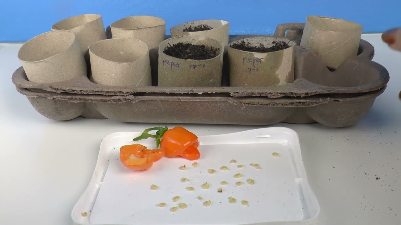 Rucola en peper kweken - biologische pepers en rucola zaaien