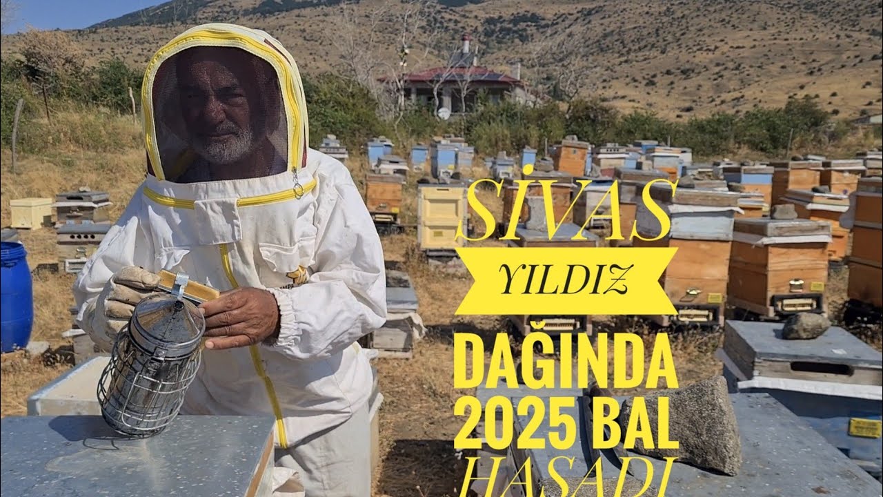 SİVAS YILDIZ DAĞI 2025 BAL HASADI 