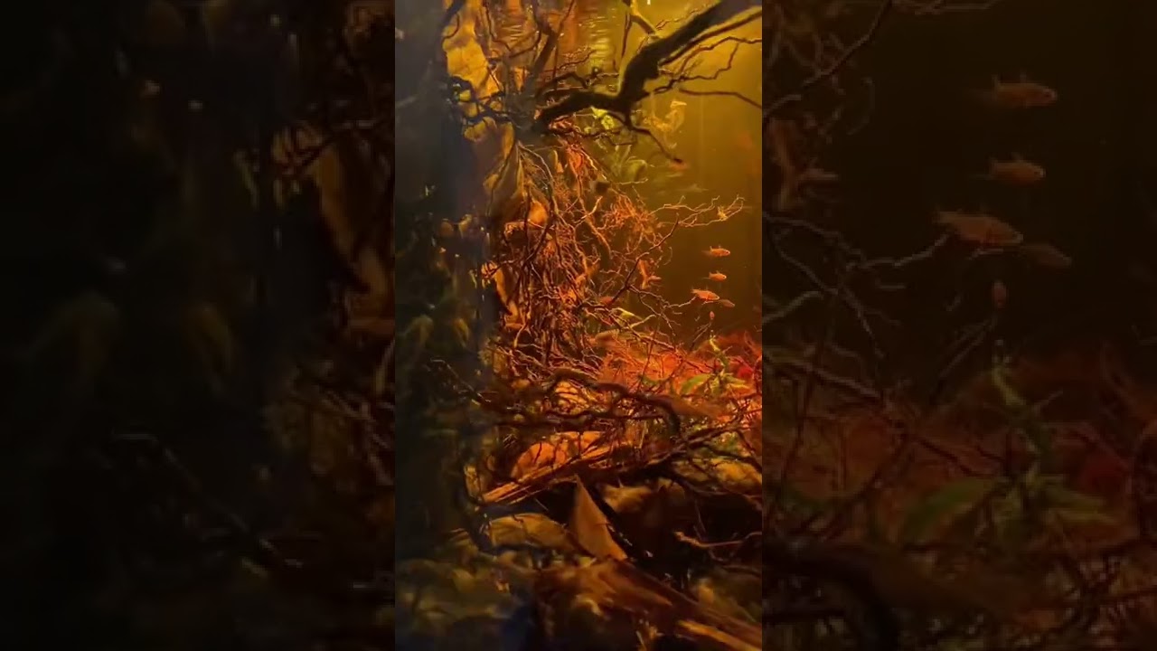Blackwater Aquarium 🐠 . #aquarium #biotope #aquarius #aquascape #nature #photography .