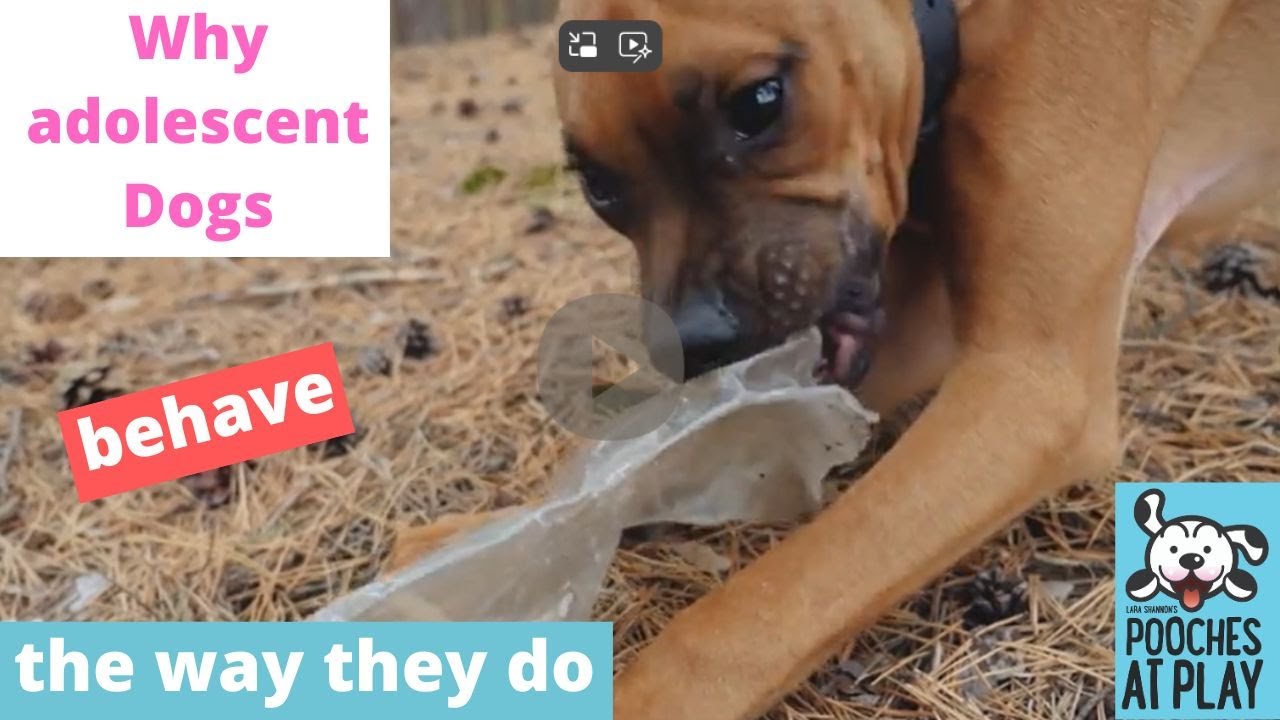 Why adolescent dogs behave the way they do!