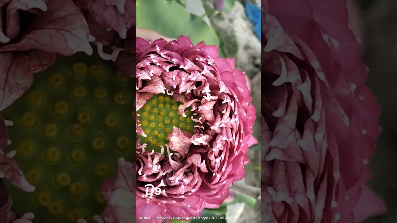 D9 , full mature flower