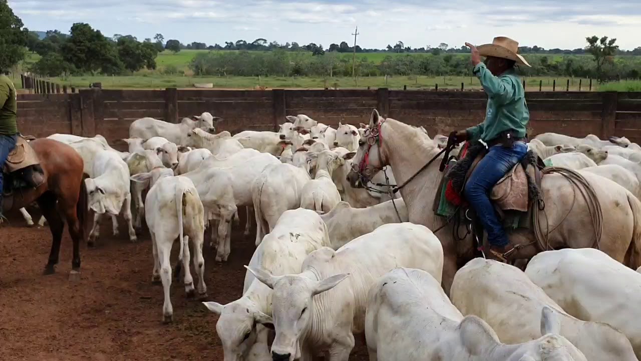 vai desmamar seus bezerros? confira o vídeo!
