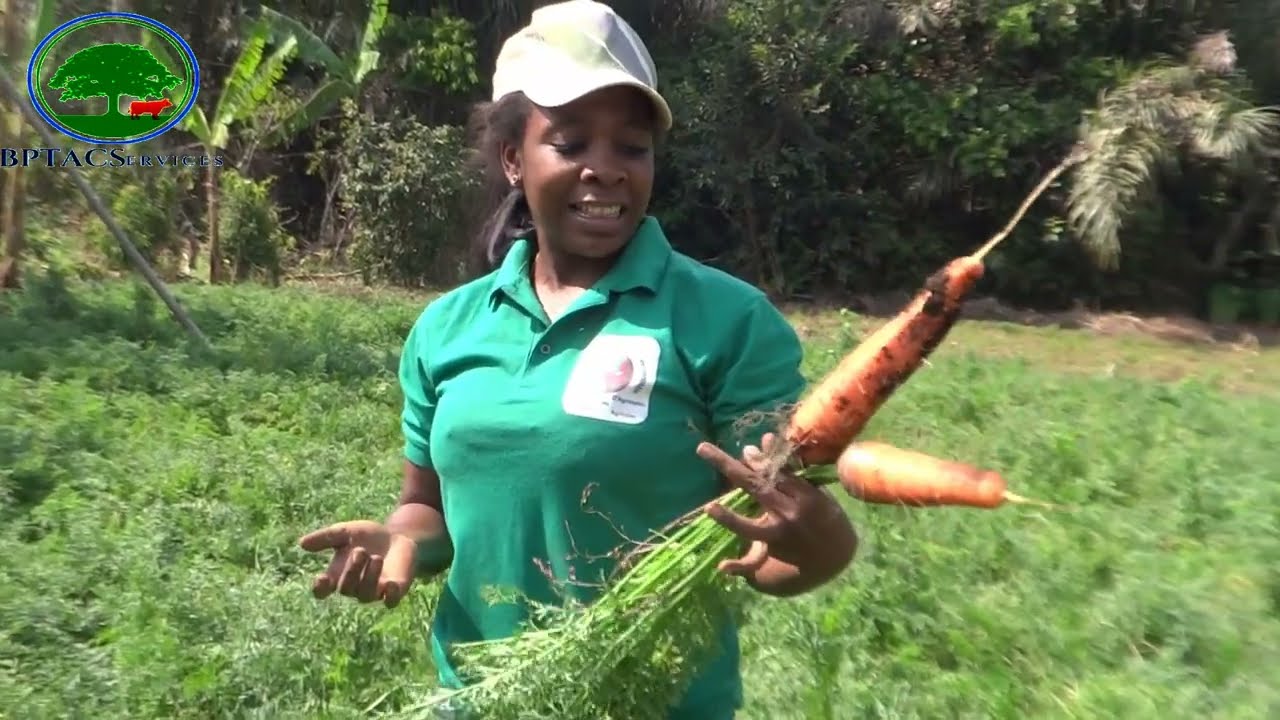 #Voici comment nous récoltons et conditionnons nos carotte pour le marché local