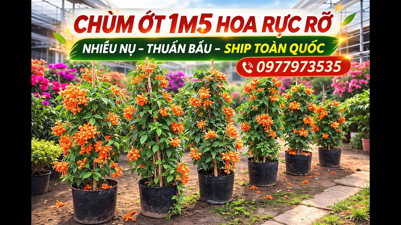Cây chùm ớt cao 1m5 ra hoa rực rỡ | nhiều nụ – thuần bầu – ship toàn quốc 0977973535