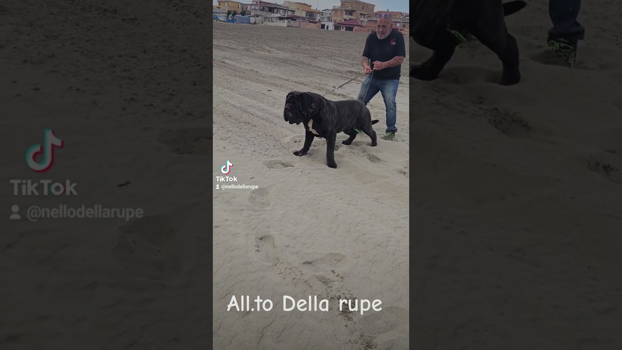 Mastini della  rupe