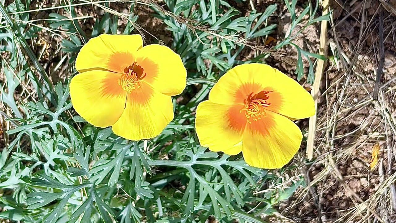 Poppies in the Chihuahuan Desert 