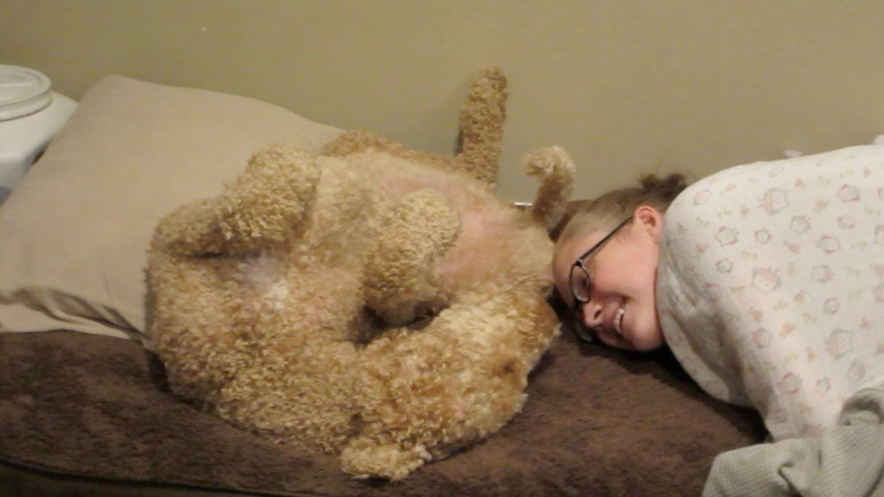 SERVICE  DOGS HAVE SICK DAYS TOO! (5.25.15)