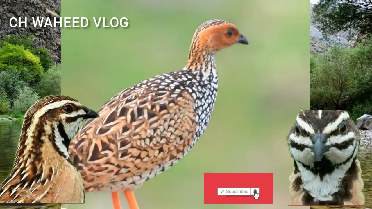 China francolin sound Beautiful Bird sound ch Waheed Vlog