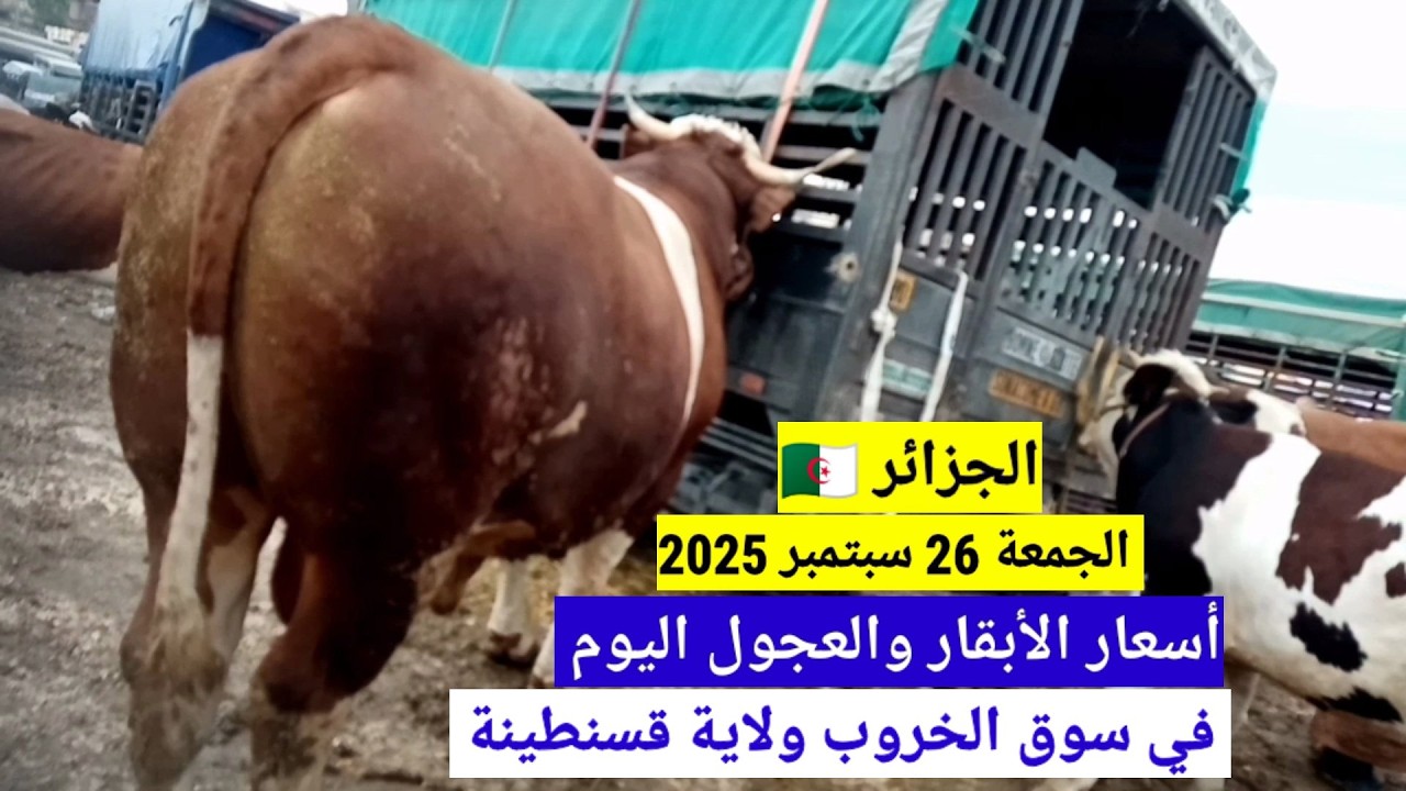 أسعار الأبقار والعجول اليوم في سوق الخروب ولاية قسنطينة الجزائر/الجمعة 26 سبتمبر 2025