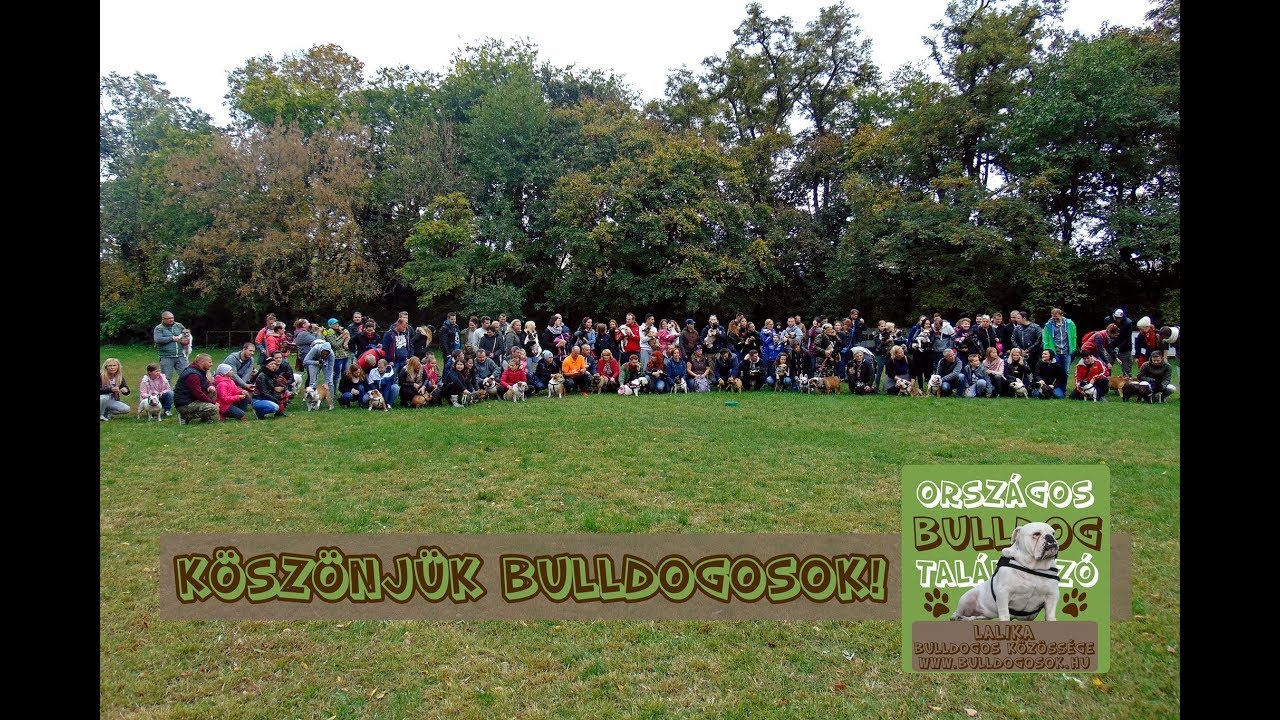 Boldog Bulldog Party a Fókuszban! RTL is bemutatta a bucikat!