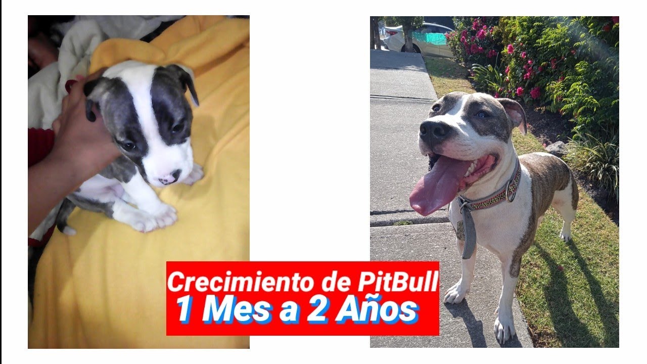CRECIMIENTO DE PERRO PITBULL 1 Mes a 2 Años–Tipo Bull Mx