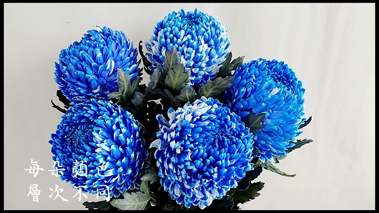 Ivy教你花的事/第16集牡丹菊   #帝王菊#菊花#春節#台北花市#Ivy歐式花藝教室