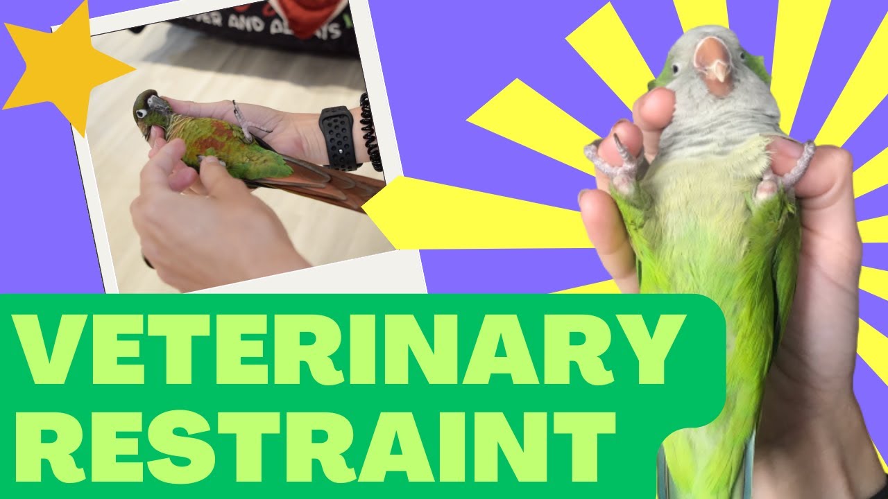 Training Veterinary Restraint | Cooperative Care