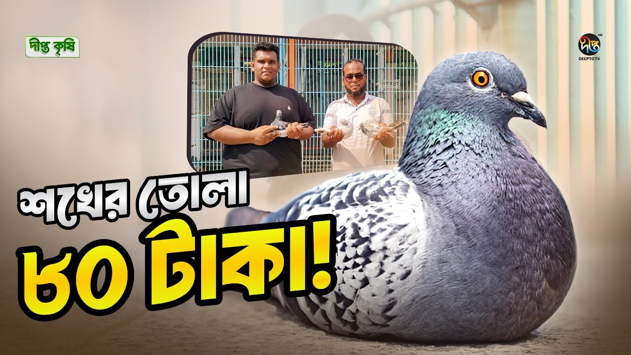 Deepto Krishi l কিটেল ব্লাডলাইন : সেরা রেসার কবুতর, গতি ও পারফরম্যান্সে অপরাজেয় l Ep 1730 l Pigeon