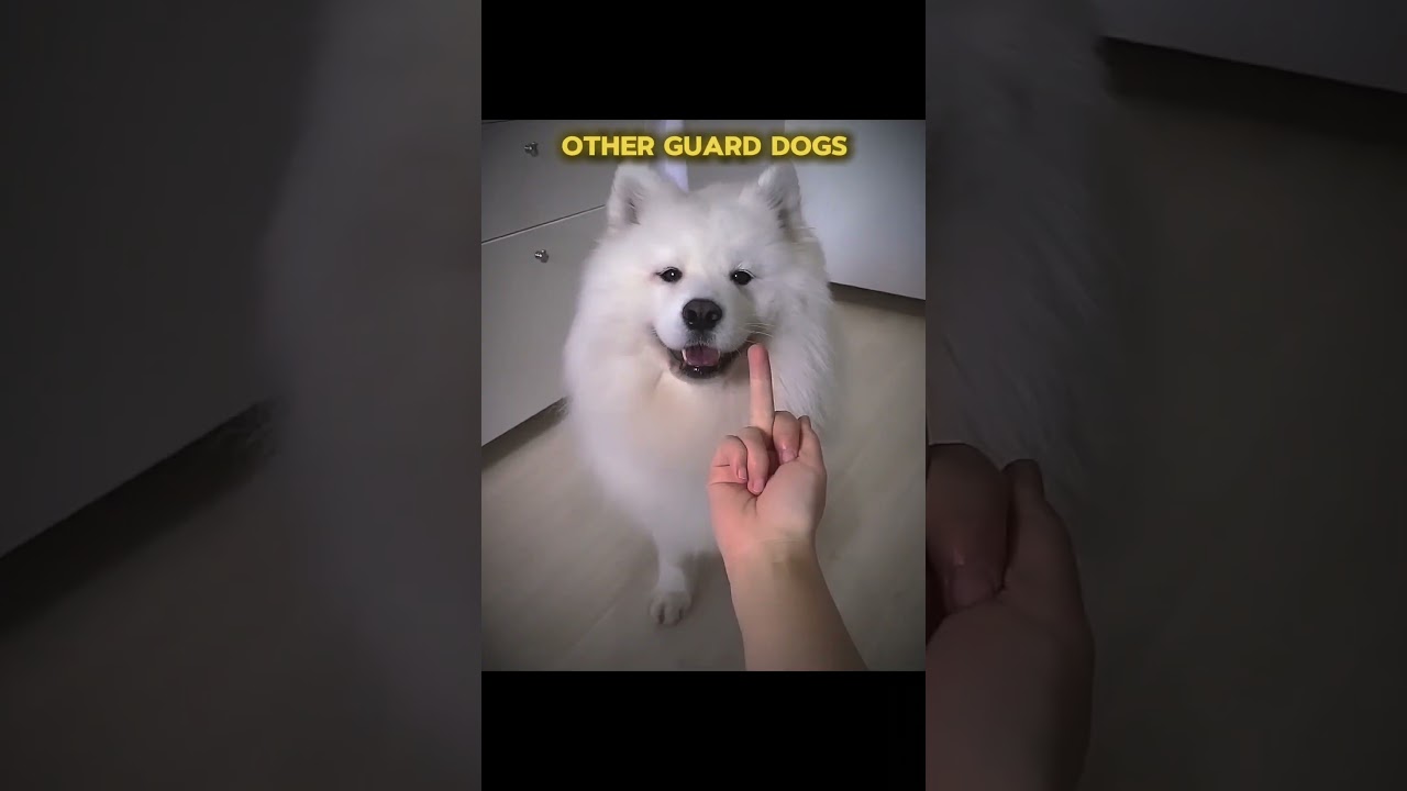 Most dangerous guard dogs 