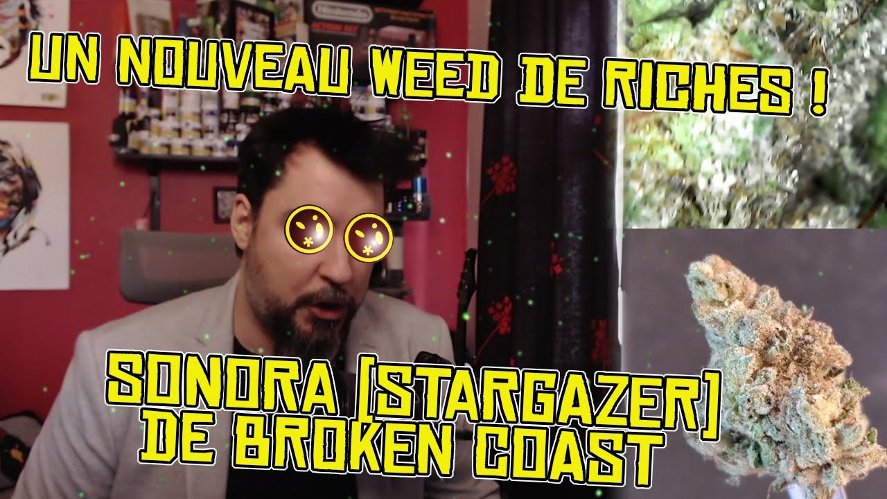 Nouveau weed de riches! SONORA de BROKEN COAST 22.6% THC Un Stargazer qui frappe SQDC craft cannabis