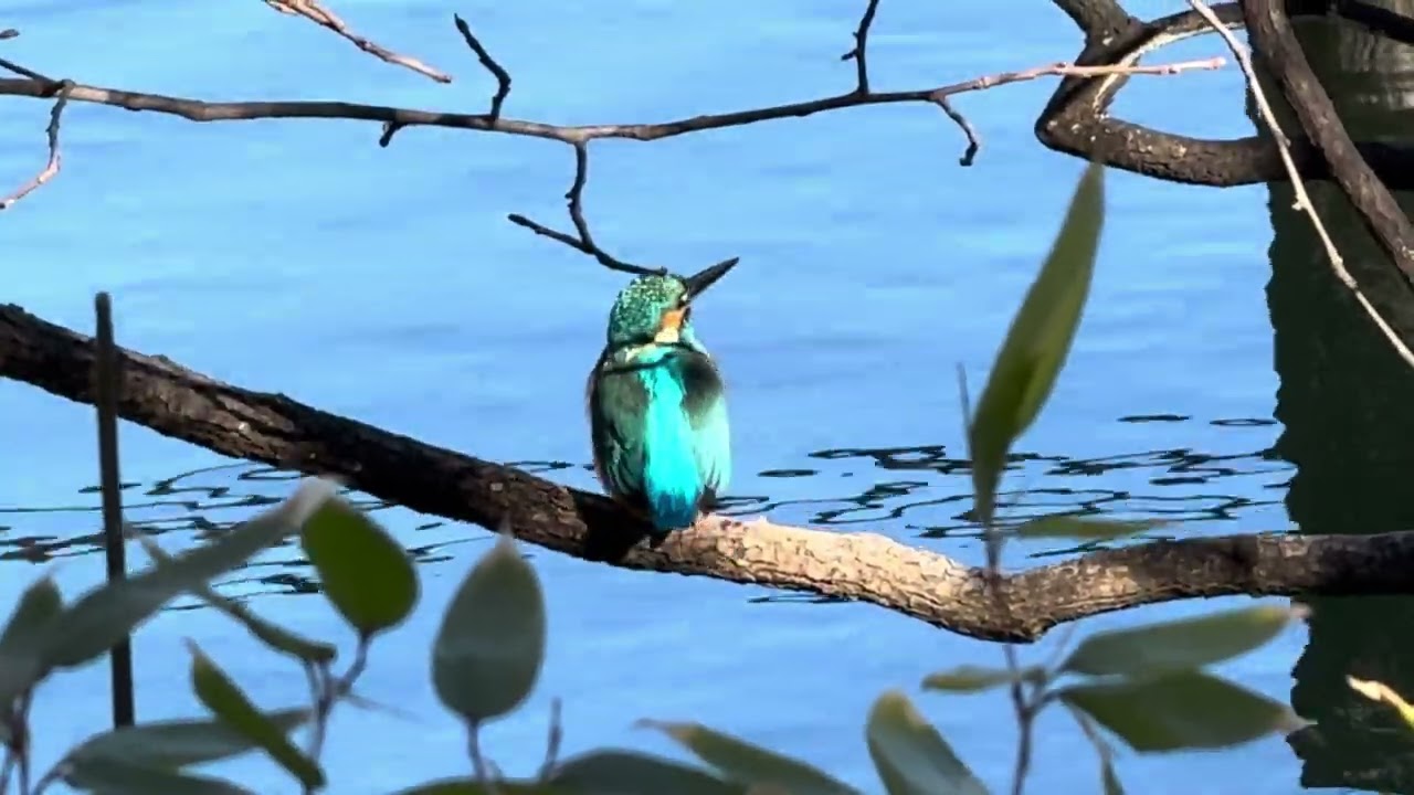 カワセミさん