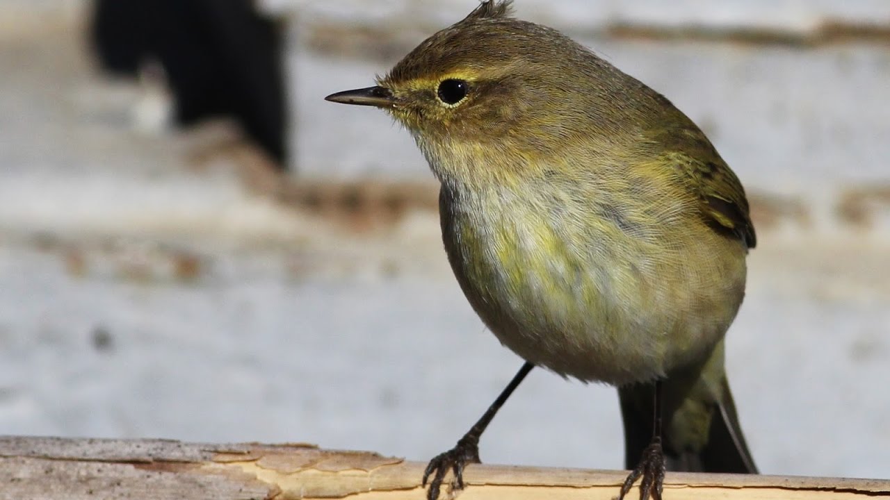 Common Chiff-chaff (Phylloscopus collybita) &Delta;&epsilon;&nu;&tau;&rho;&omicron;&phi;&upsilon;&lambda;&lambda;&omicron;&sigma;&kappa;ό&pi;&omicron;&sigmaf; - Cyprus