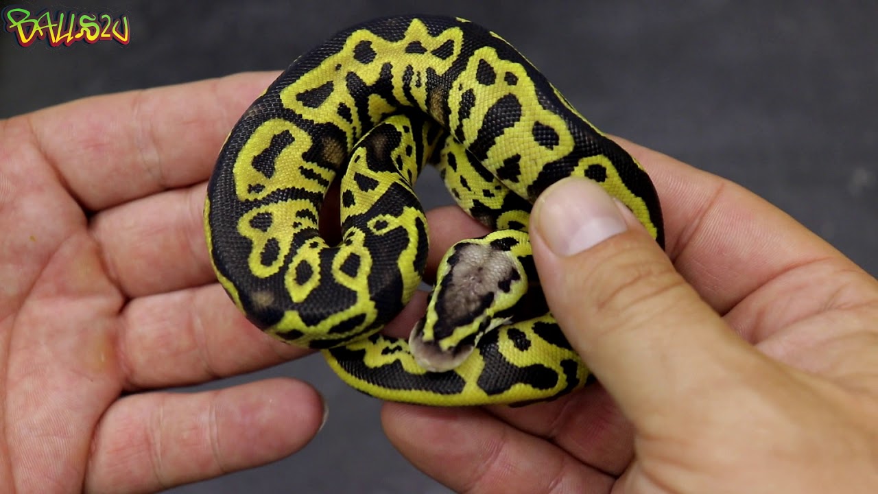 Hypo Clown update WOW!!!!