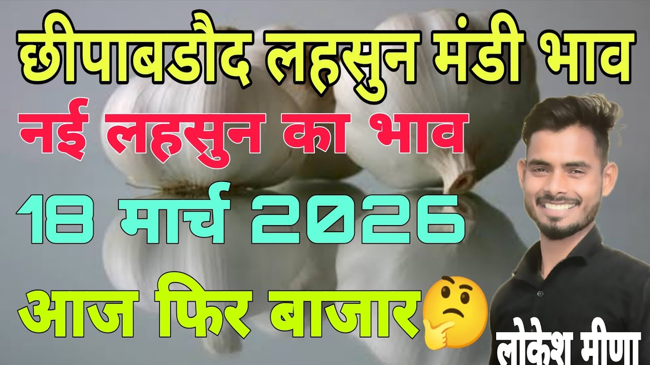 छिपाबडौद मंडी का आज का नई लहसुन का भाव |Aaj Ka Ooty Lahsun ka bhav | Lahsun ka bhav aaj ka |