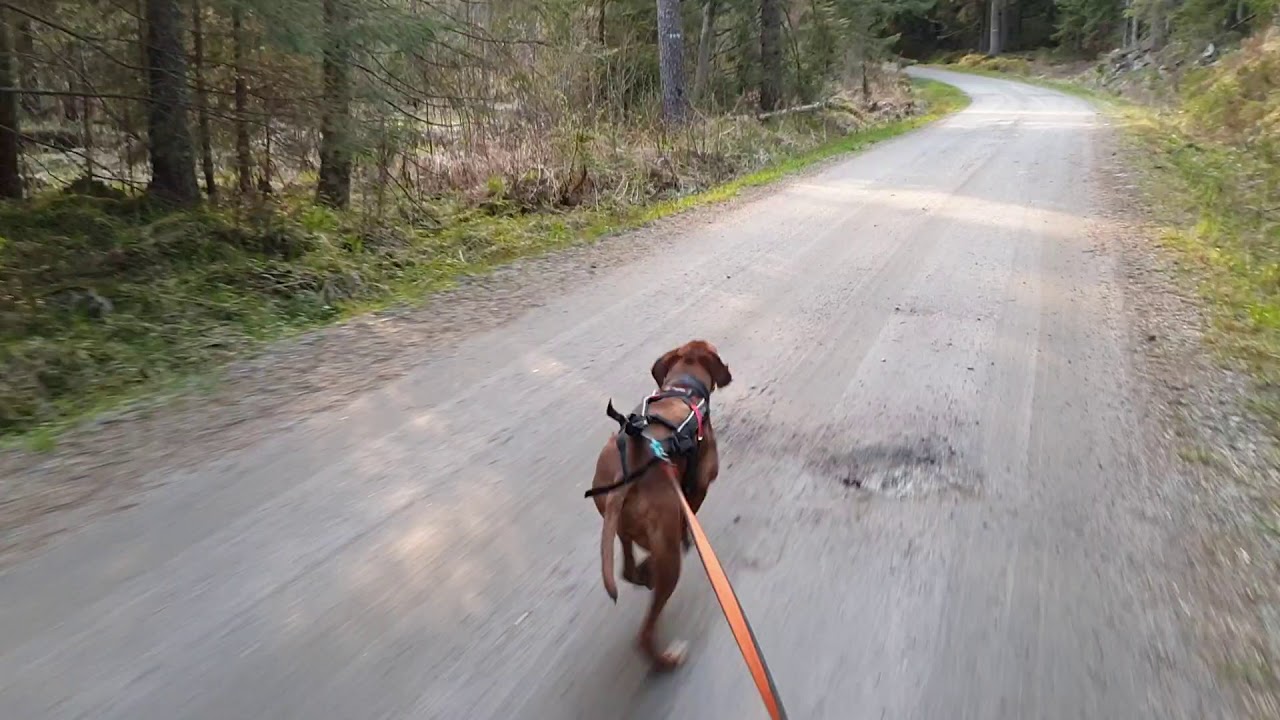 Ylva bikejoring may 2020