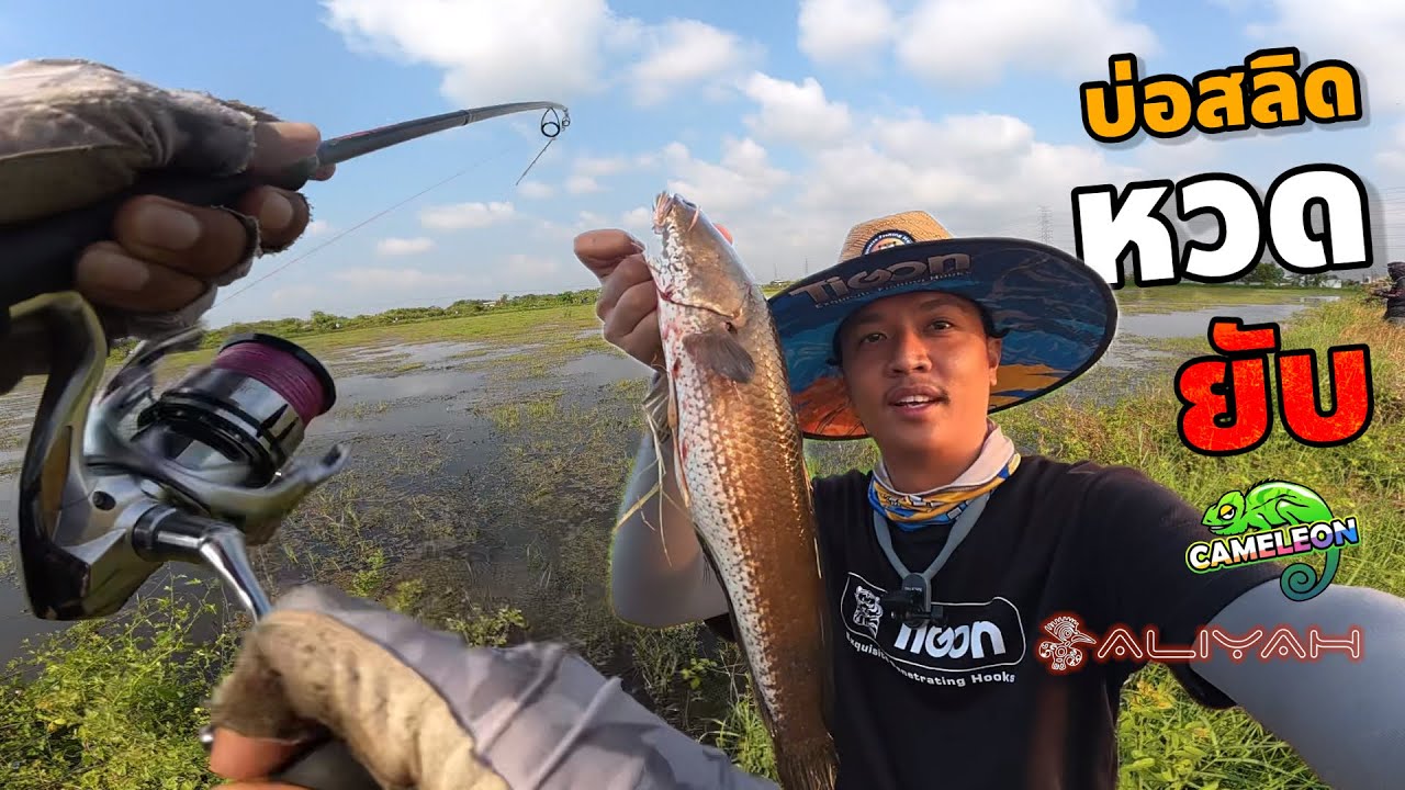ตกช่อนบ่อสลิด กัดไกลเข้าทาง Aliyah 8.9 MH หวดโคตรมันส์ ปลาโคตรเดือด