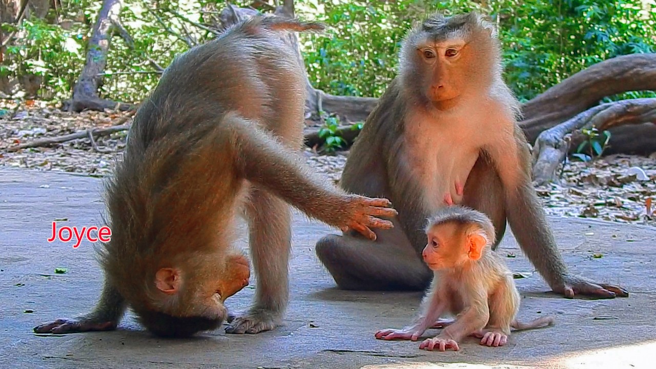 Little baby Levy is amazed by the monkey Joyce's humorous style