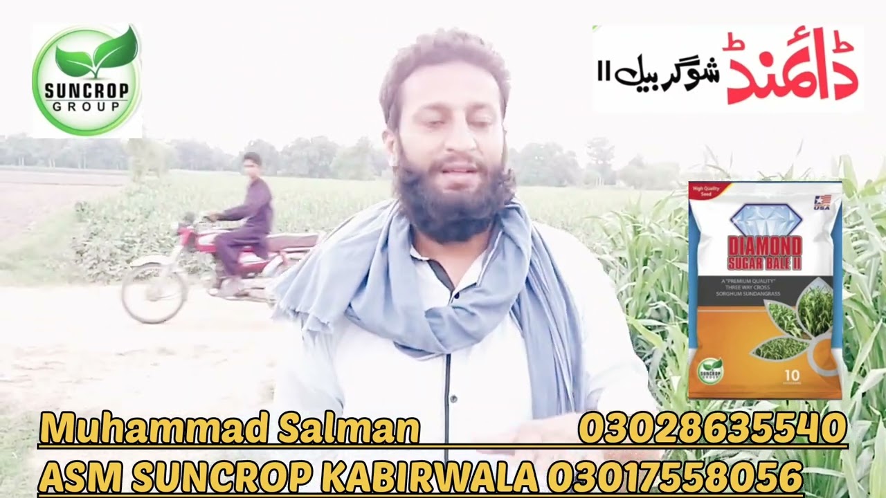 best sorghum seed for multicutt Daimond sugar bale 2 by SUNCROP pesticide