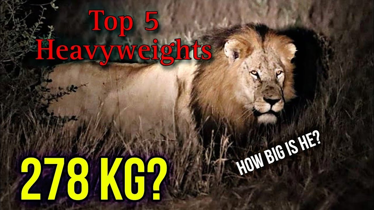 Top 5 Lion weights caught on camera - prt 1