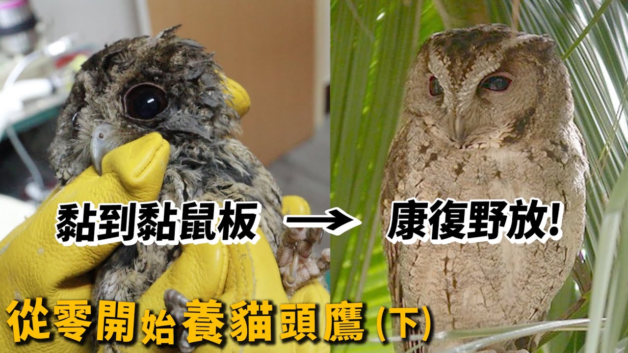 【從零開始養】貓頭鷹(下)黏鼠板黏到鳥怎麼辦?野放超療癒!褐鷹鴞!大冠鷲!【許伯簡芝】