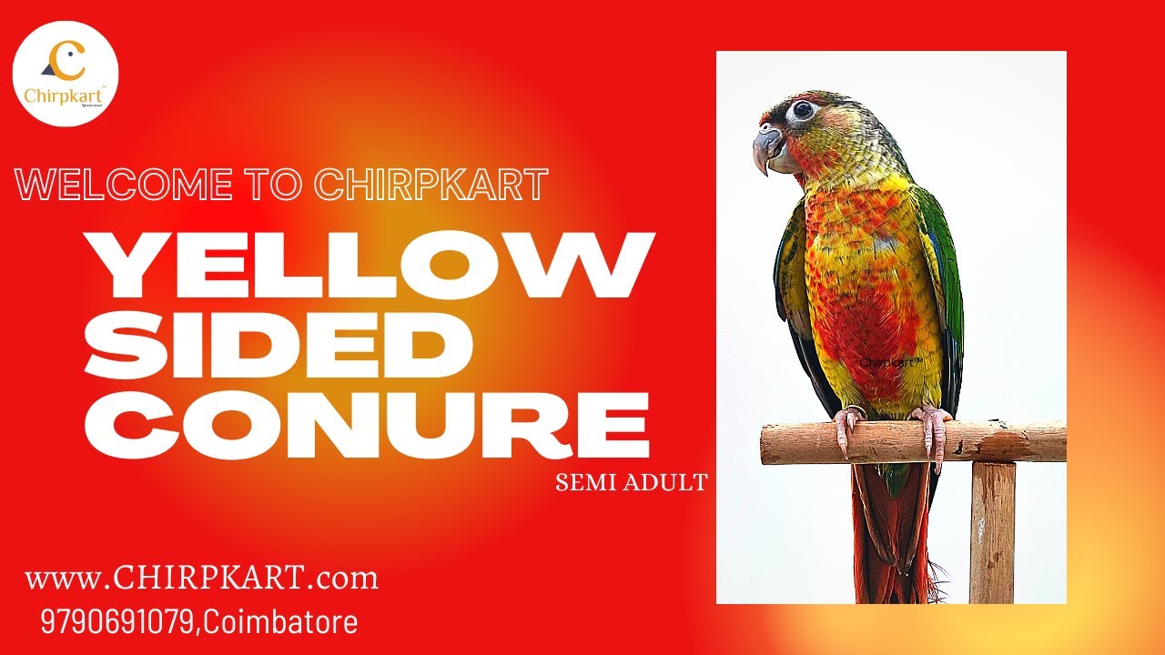 YELLOW SIDED CONURE || SMALL SIZE CONURE BIRDS || LOVE BIRDS || SEMI ADULT || CHIRPKART || CBE.