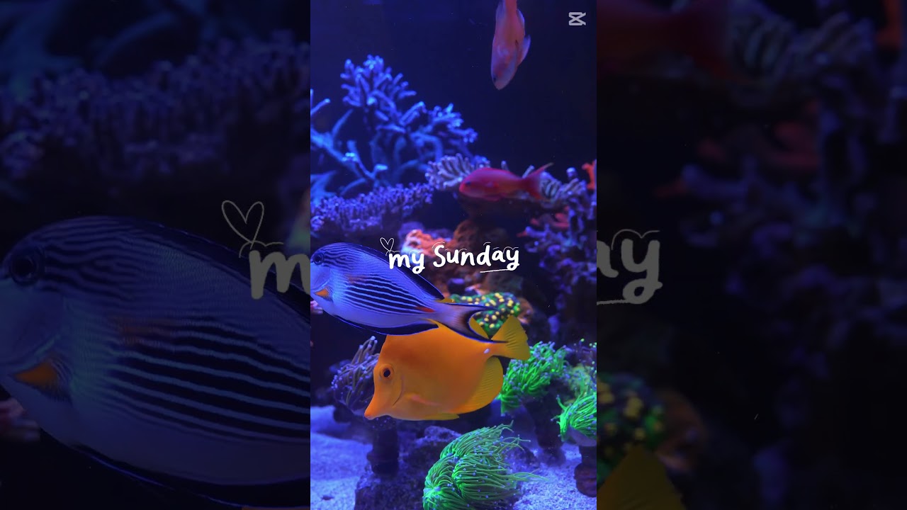 Reefin’ Sunday