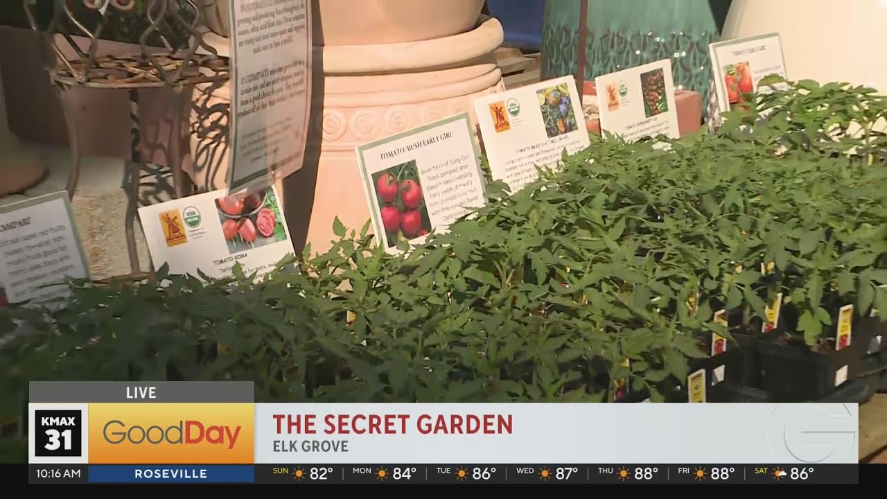 The Secret Garden has all the tomato plants you've been looking for!