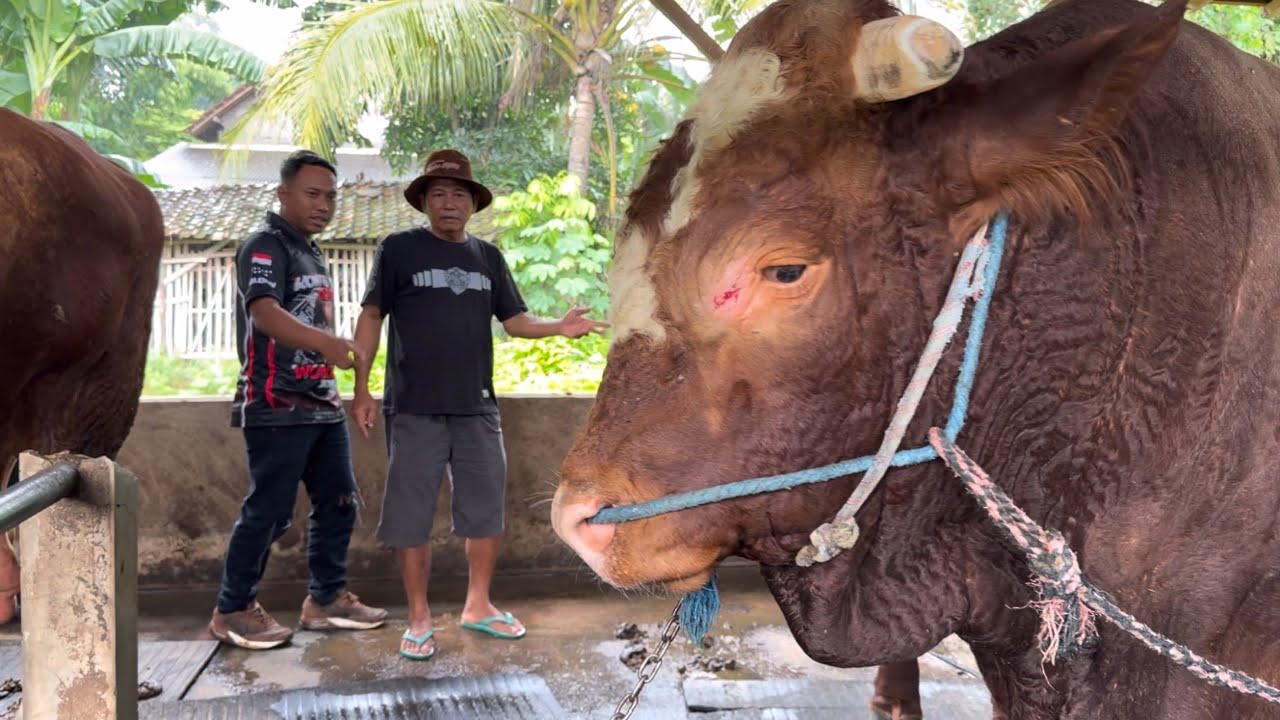 12 SAPI RAKSASA 76 HARIMAU DI BORONG SUMBER TERNAK FARM ADA APA INI ❓‼️🔥🔥🔥