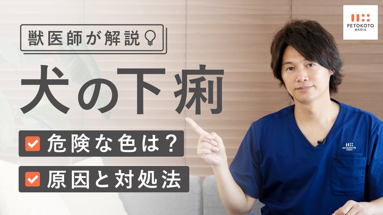 【犬の下痢や血便】原因や対処法を獣医師が解説！（子犬/保護犬）