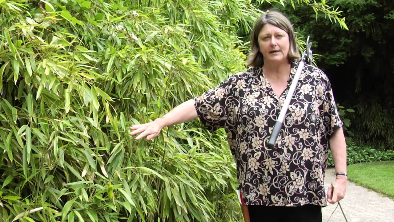 How to Prune Bamboo - Instructional Video w/ Plant Amnesty