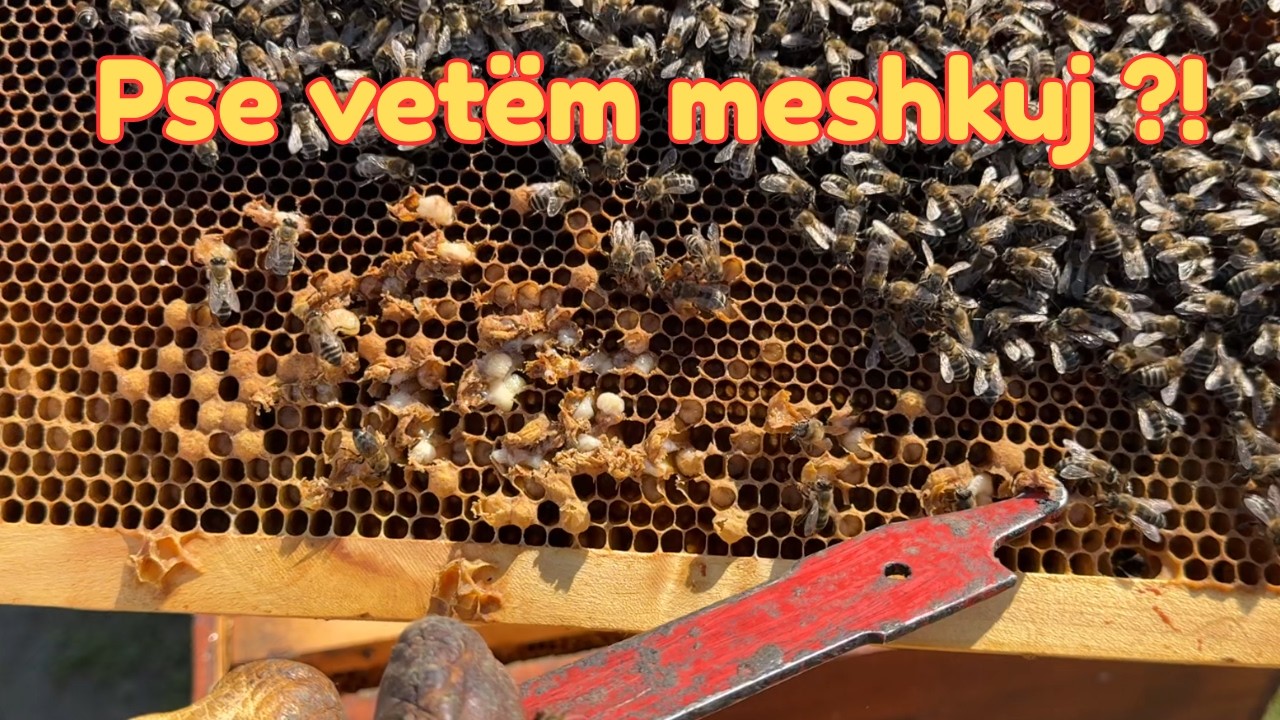 Çfarë ka ndodhur me këtë koloni që ka vetëm meshkuj ? Shiko dhe mëso diça të re!